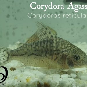 CORYDORA AGASSIZI – CORYDORAS RETICULATUS