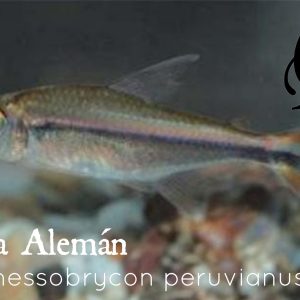 TETRA ALEMAN – HYPHESSOBRYCON PERUVIANUS