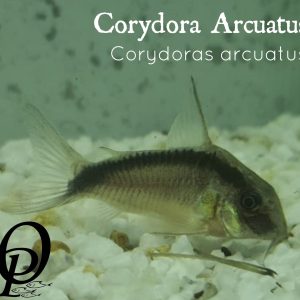 CORYDORA ARCUATUS – CORYDORAS ARCUATUS