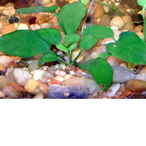 Anubias barteri var. nana