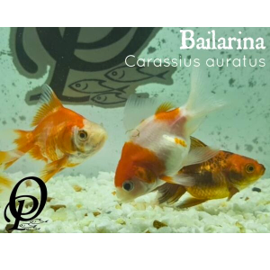BAILARINA – CARASSIUS AURATUS