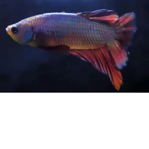 Betta hembra – Pez luchador media luna azul – Betta splendens