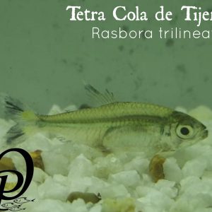 TETRA COLA DE TIJERA – RASBORA TRILINEATA