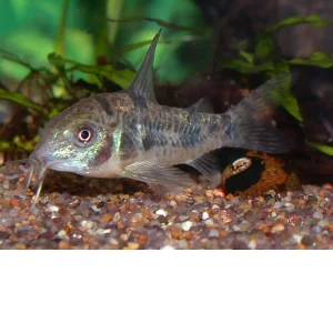 Corydora Pimienta – Corydoras paleatus