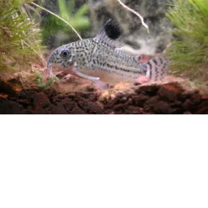Corydora leopardo – Corydoras julii