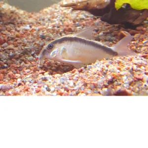 Corydora payaso – Corydoras Arcuatus