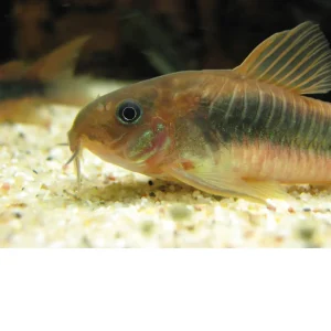 Corydoras Bronce – Corydoras aeneus