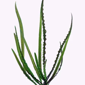 Cryptocoryne retrospiralis