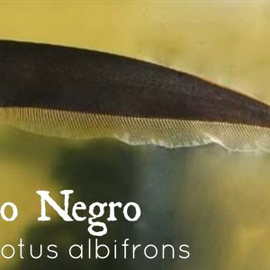 CUCHILLO NEGRO – APTERONOTUS ALBIFRONS
