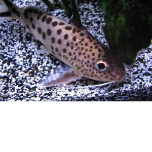 Cuckoo Synodontis – Synodontis multipunctatus