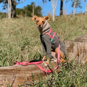 Correa con mango cómodo. Guía confort para mascotas 1,5m, Toh (Rosa Fiji)