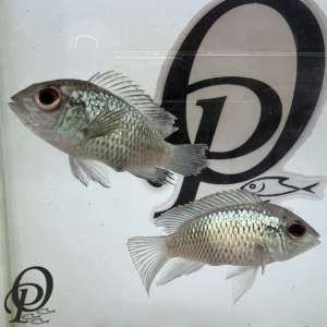 ACARA AZUL – ANDINOACARA PULCHER