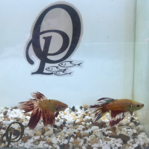 BETTA TRANSGENICO – BETTA SPLENDENS