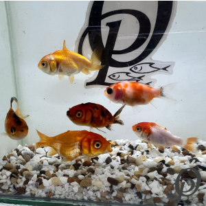 BAILARINA RANCHU – CARASSIUS AURATUS