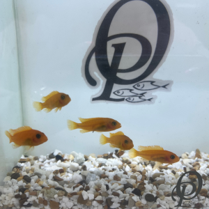 CICLIDO MANDARINA – METRIACLIMA ESTHERAE