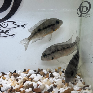 BOCA DE FUEGO – THORICHTHYS MEEKI