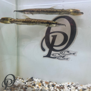 AGUJONES – BOULENGERELLA  LATERISTRIGA