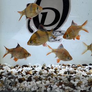 BARBUS ALBINO – PUNTIGRUS TETRAZONA