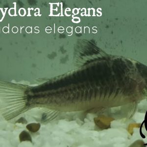 CORYDORA ELEGANS – CORYDORAS ELEGANS