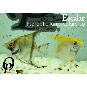 ESCALAR – PTEROPHYLLUM SCALARE SP