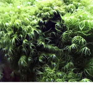 Fissidens Fox Moss musgo