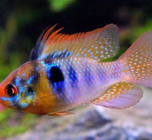 RAMIREZI GERMAN BLUE – MIKROGEOPHAGUS SP