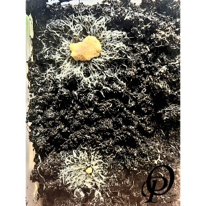 GUSANO GRINDAL CEPA INICIAL