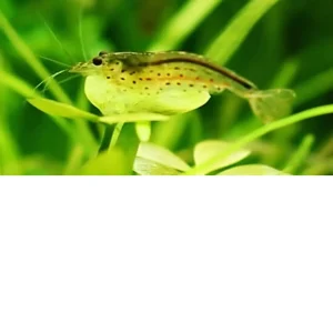 Gamba Amano – Caridina multidentata