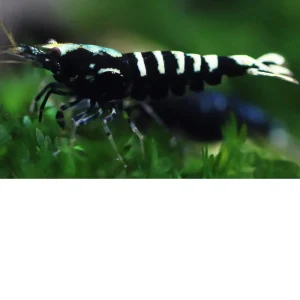 Gamba Black Galaxy Fishbone – Caridina sp.