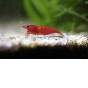 Gamba Bloody Mary – Neocaridina davidi