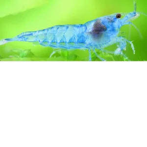 Gamba Blue Pearl – Neocaridina palmata var. «Blue»