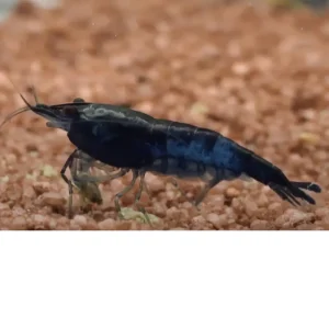 Gamba Blue Rili – Blue Carbon Rili – Neocaridina davidi