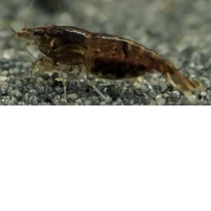 Gamba Chocolate Sakura – Neocaridina davidi «Chocolate»