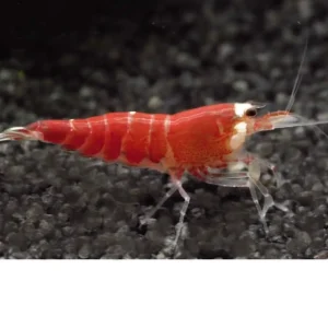 Gamba Crystal Red – Caridina logemanni «Crystal Red»