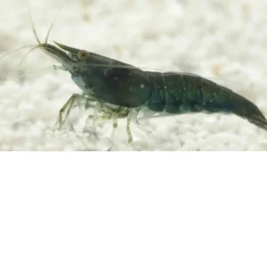 Gamba Green Jade – Neocaridina davidi «Green Jade»