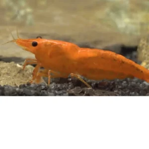 Gamba Orange Fire – Sakura Sunkist – Neocaridina davidi «Orange»