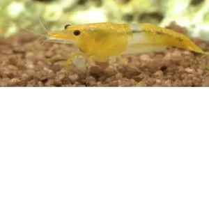 Gamba Orange Rili Sakura – Neocaridina davidi “Orange Rili”