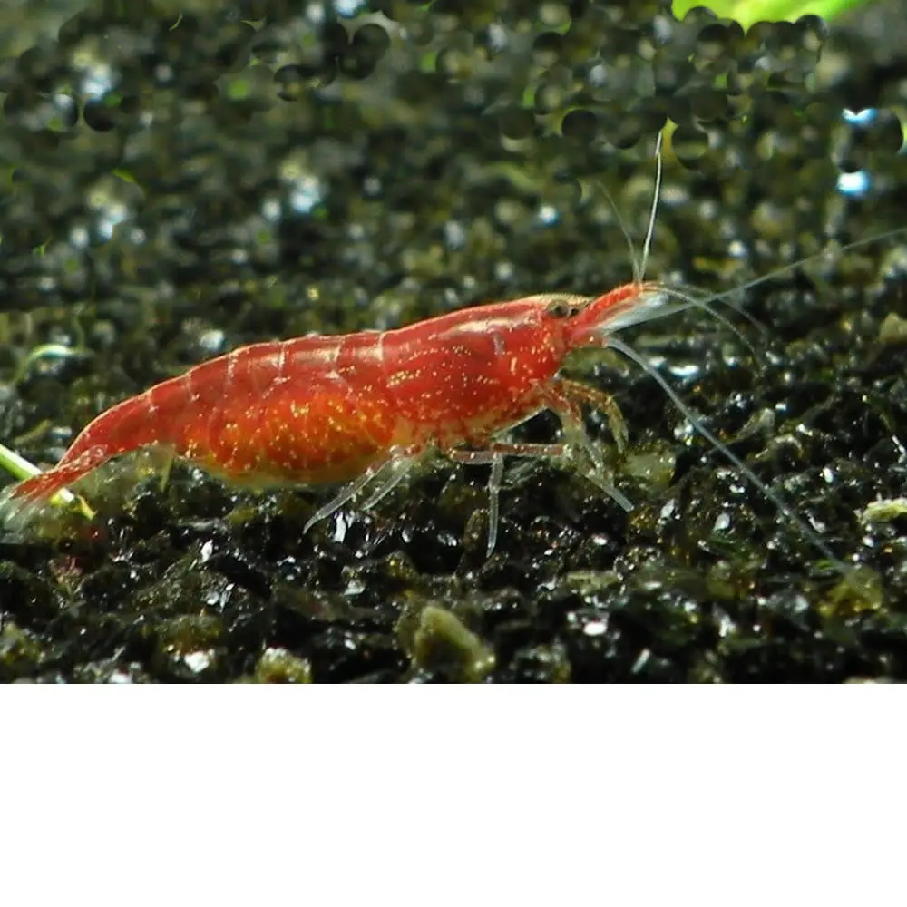 Gamba Red Cherry – Red Fire – Neocaridina davidi «Red»