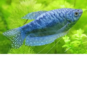 Gourami azul – Trichogaster trichopterus