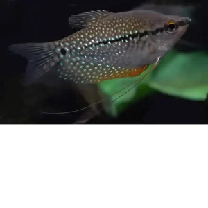 Gourami mosaico – Trichogaster leeri