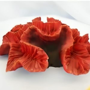 Colección Corales 9