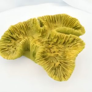 Colección Corales 11