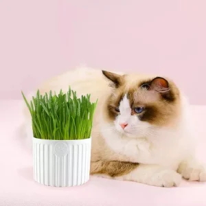 Kit preparador de pasto para gatos + semillas + tierra (Varios colores)