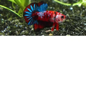 Betta macho Plakat Koi – Betta splendens