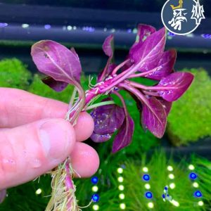 Lobelia Cardinalis (1 tallo)