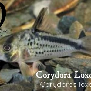 CORYDORA LOXOZONUS – CORYDORAS LOXOZONUS