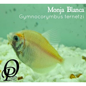 MONJA BLANCA – GYMNOCORYMBUS TERNETZI