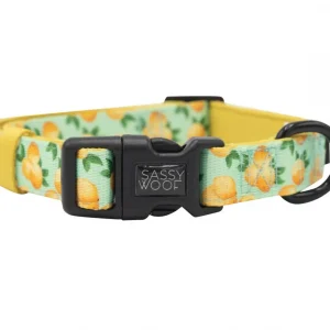 SASSY WOOF COLLAR – MAIN SQUEEZE M