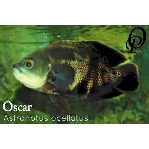 OSCAR TIGRE – ASTRONOTUS OCELLATUS