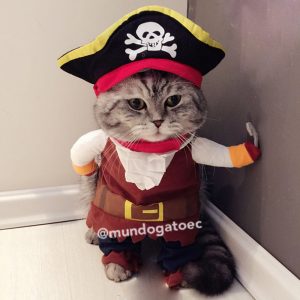 Disfraz pequeño de pirata bucanero para mascotas
